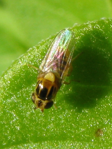 Chloropide: possibile Thaumatomyia notata.